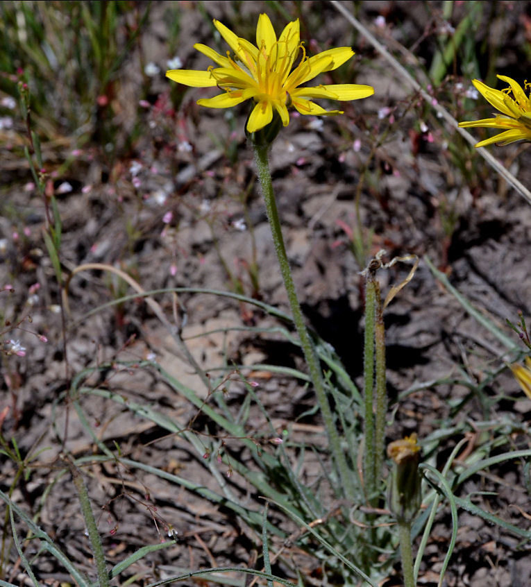 صورة Agoseris parviflora (Nutt.) D. Dietr.