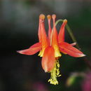 Image of <i>Aquilegia shockleyi</i>