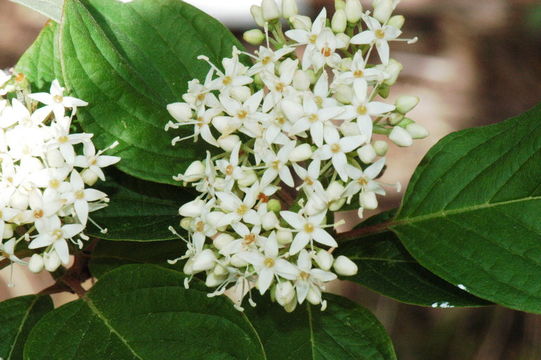 Image of redosier dogwood