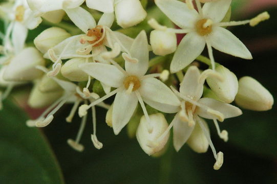 Image of redosier dogwood