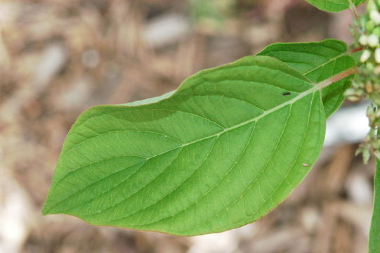 Cornus sericea L. resmi