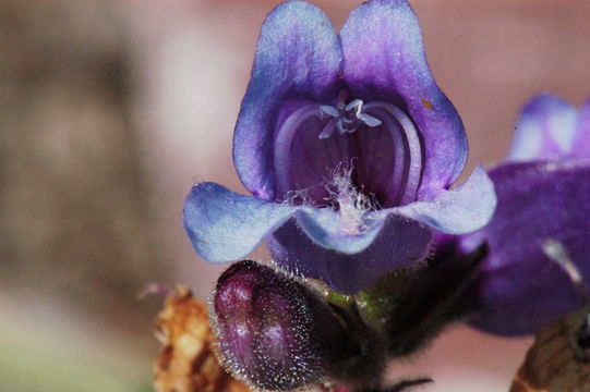 Image of Rattan's beardtongue