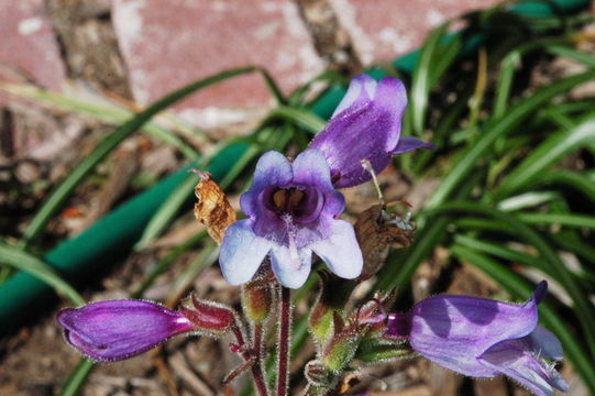 Image of Rattan's beardtongue