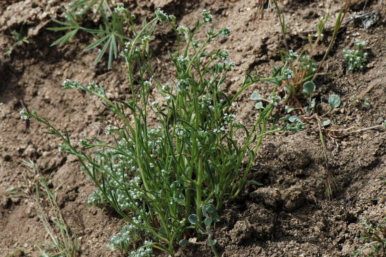 Plancia ëd Cryptantha pterocarya (Torr.) Greene