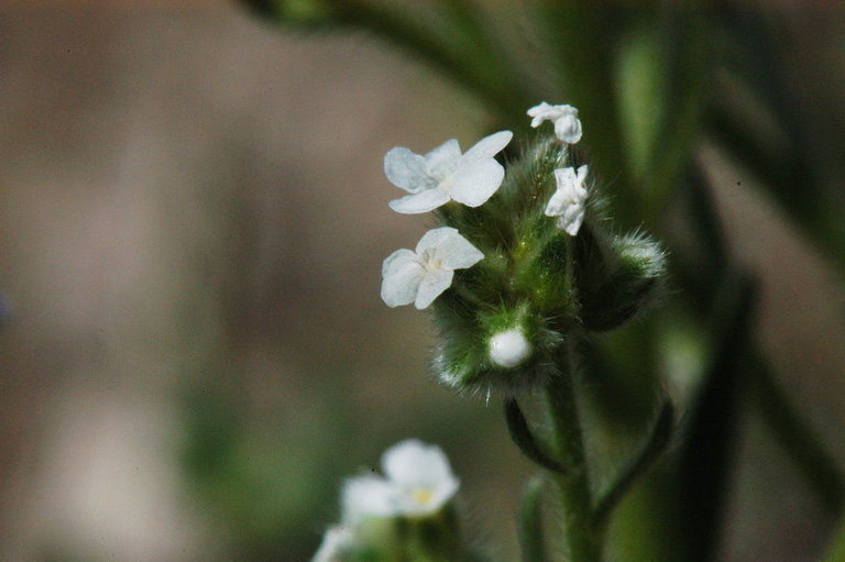 Plancia ëd Cryptantha pterocarya (Torr.) Greene