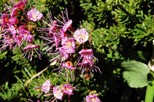 Image of purple mountainheath