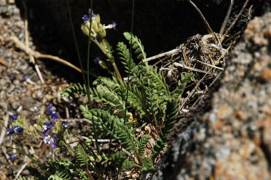 Image de Polemonium pulcherrimum Hook.