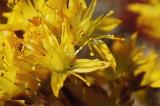 Image of spearleaf stonecrop