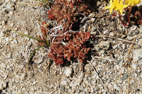 Image of spearleaf stonecrop