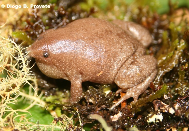 Image of Rio Elongated Frog