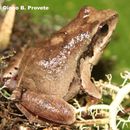 Image of leptodactylid frogs