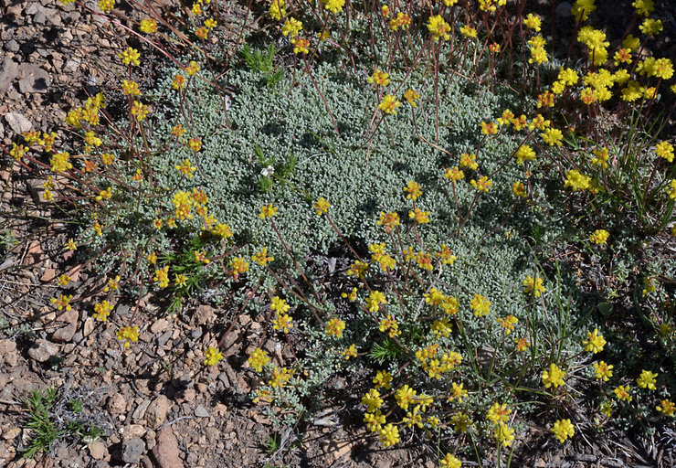 Image of matted buckwheat