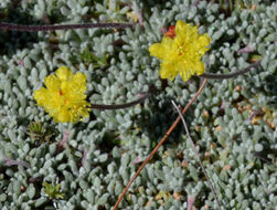 Image of matted buckwheat