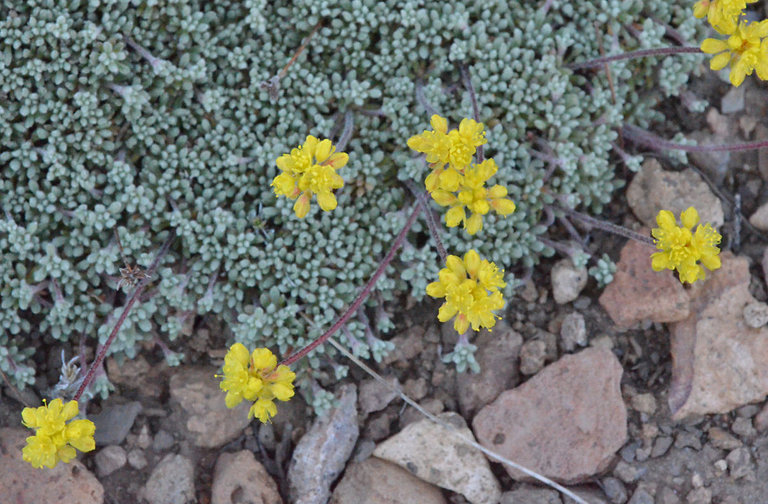 Image of matted buckwheat