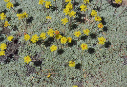 Image of matted buckwheat