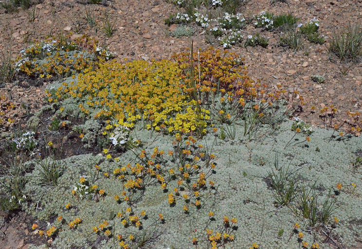 Image of matted buckwheat