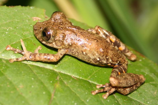 Image de Ololygon flavoguttata (Lutz & Lutz 1939)