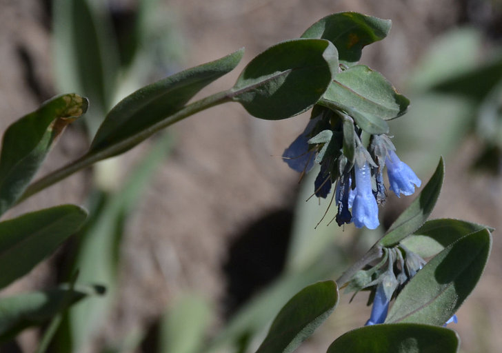 Sivun <i>Mertensia oblongifolia</i> var. <i>nevadensis</i> kuva