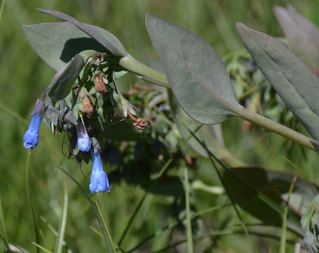 Sivun <i>Mertensia oblongifolia</i> var. <i>nevadensis</i> kuva