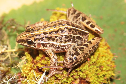 Image of Leptodactylus furnarius Sazima & Bokermann 1978