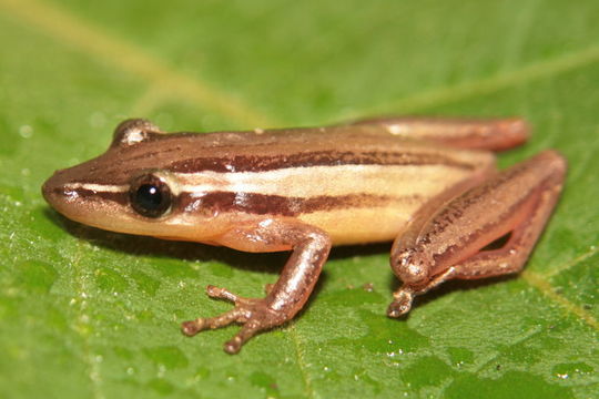 Image of long-snouted treefrog