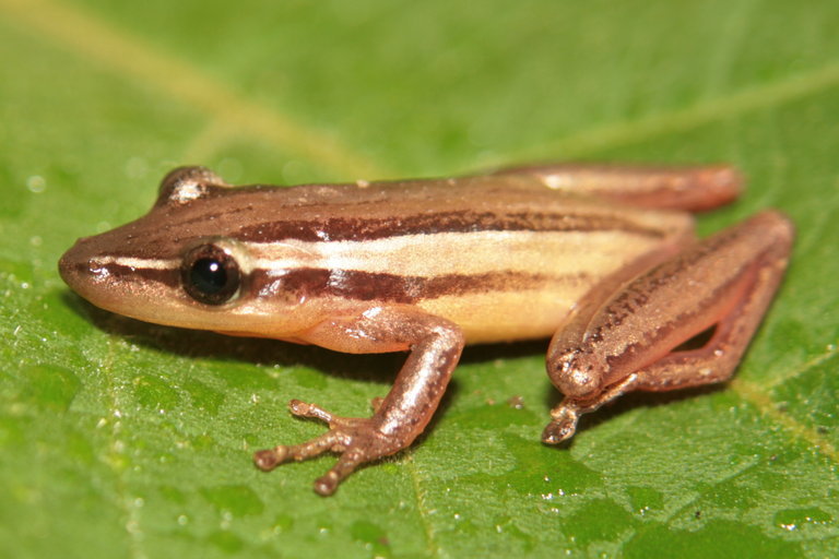 Image of long-snouted treefrog