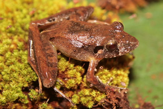 Image of Steindachner's Robber Frog; ra-da-mata