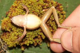 Image of Steindachner's Robber Frog; ra-da-mata