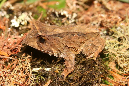 Image de Proceratophrys melanopogon (Miranda-Ribeiro 1926)