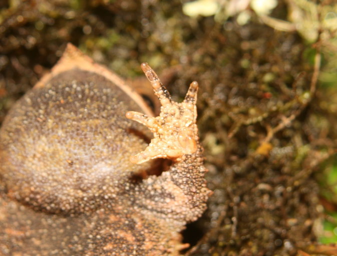 Image de Proceratophrys melanopogon (Miranda-Ribeiro 1926)