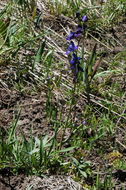 Sivun Delphinium glaucum S. Wats. kuva