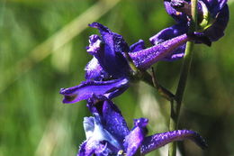 Sivun Delphinium glaucum S. Wats. kuva