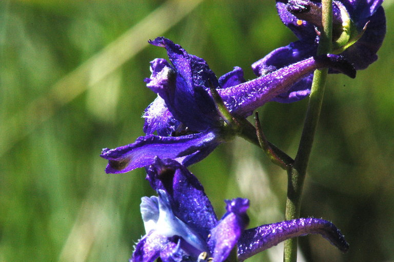 Image of Sierra larkspur