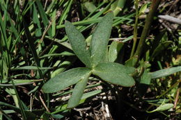 Image of Sierra larkspur