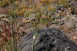 Lomatium nudicaule (Pursh) Coult. & Rose的圖片