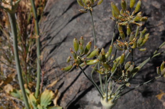 Image of barestem biscuitroot