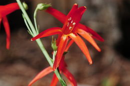 Sivun Penstemon labrosus (A. Gray) Mast. ex Hook. fil. kuva