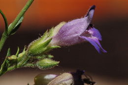 Plancia ëd Penstemon linarioides var. coloradoensis (A. Nelson) C. C. Freeman