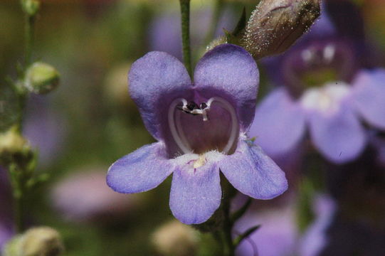 Plancia ëd Penstemon linarioides var. coloradoensis (A. Nelson) C. C. Freeman