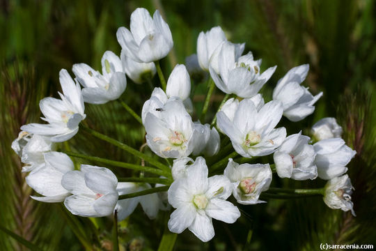 Image of white garlic