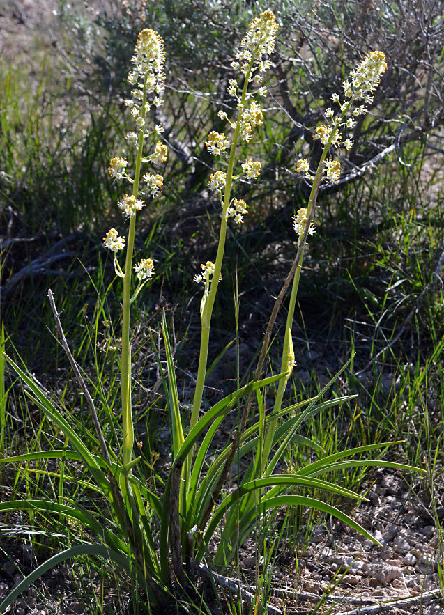 صورة Toxicoscordion paniculatum (Nutt.) Rydb.