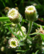 Image of asthmaweed