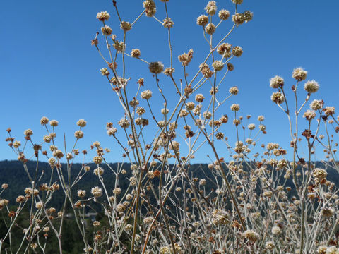 Imagem de Eriogonum nudum var. decurrens (S. Stokes) M. L. Bowerman