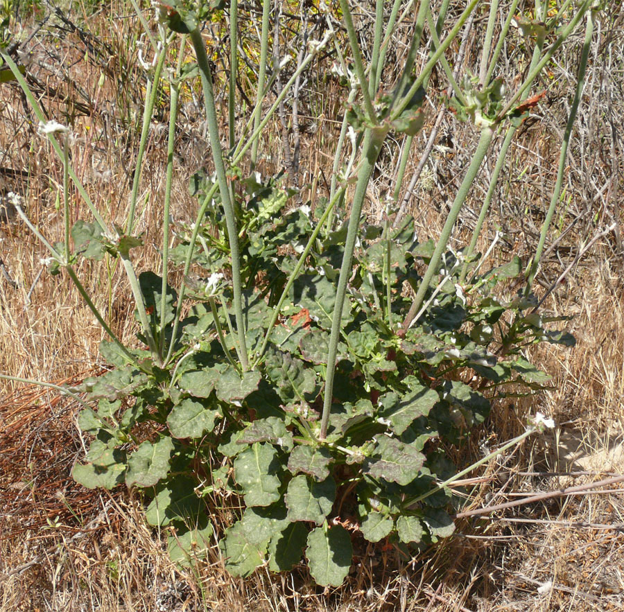 Imagem de Eriogonum nudum var. decurrens (S. Stokes) M. L. Bowerman