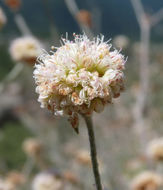 Imagem de Eriogonum nudum var. decurrens (S. Stokes) M. L. Bowerman