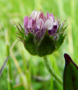 Image of Bearded Clover