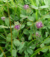 Imagem de Trifolium barbigerum Torr.