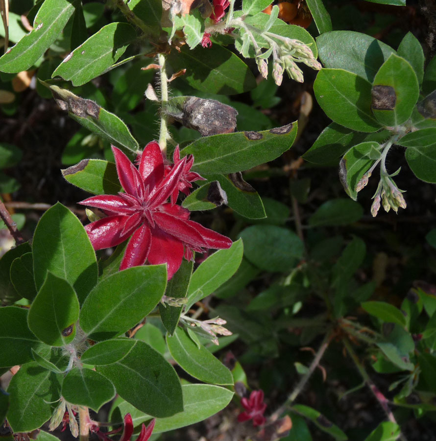 Image of <i>Arctostaphylos crustacea</i> ssp. <i>crinita</i>