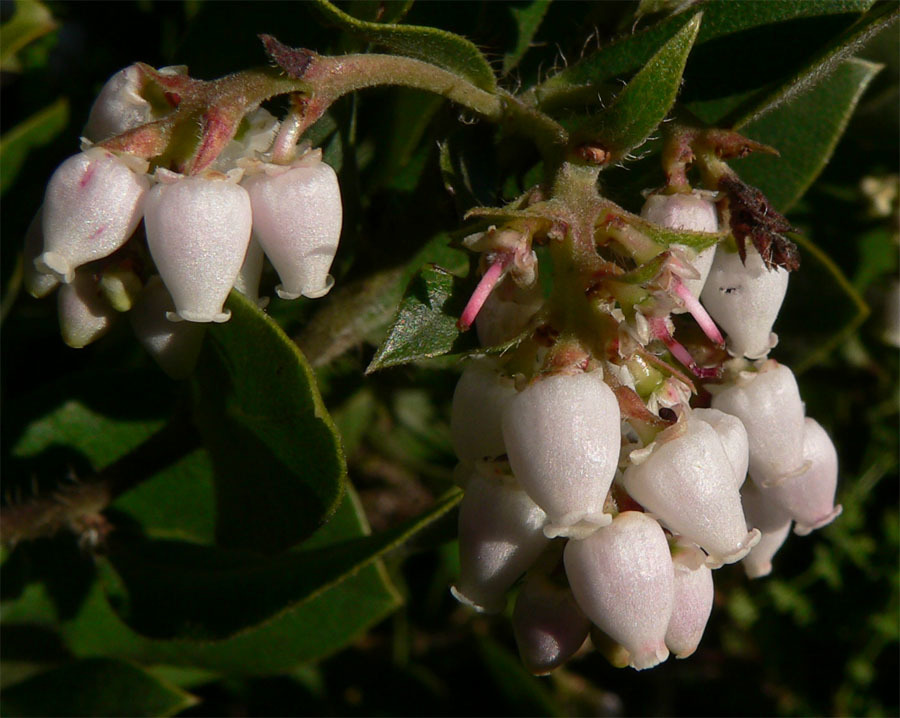 Image of <i>Arctostaphylos crustacea</i> ssp. <i>crinita</i>