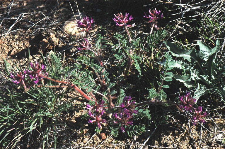 Image of shaggy milkvetch